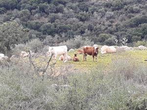 Country lodging in Manot - 3つ星ホテル, Manot