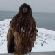 Eagle View, Nuuk - Zdjęcie 5