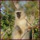 Adonsonia Lodge, Grietjie Nature Reserve - Fotografie 6