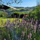 Agriturismo Fiorano, Cossignano - 写真 6