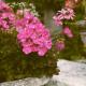 Hostellerie Du Lys, Lamorlaye - 写真 8