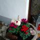 Tannhäuser b&b, Bad Dürrheim - Foto 10