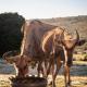 Baardbos Private Game Reserve, Stilbaai - Foto 3