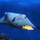 Morus Bliss - Divers' Preferred Hotel, Maradhoofeydhoo - 写真 7