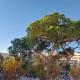 Palm beach Cannes La Brise, Cannes - Fotografie 1