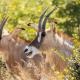 Naka Lodge, Makgodu - Fotografie 9