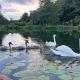 TRANQU'ILL sur les berges de l'Ill, Eschau - Foto 1